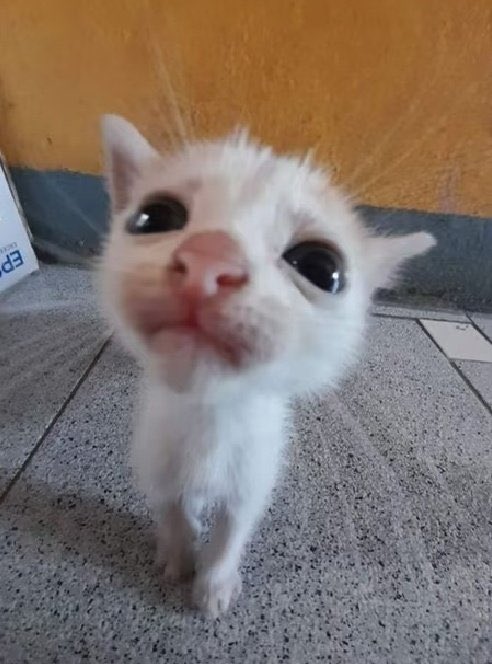 Alise | อลิส 🖤 NYC May 2026 tweet media