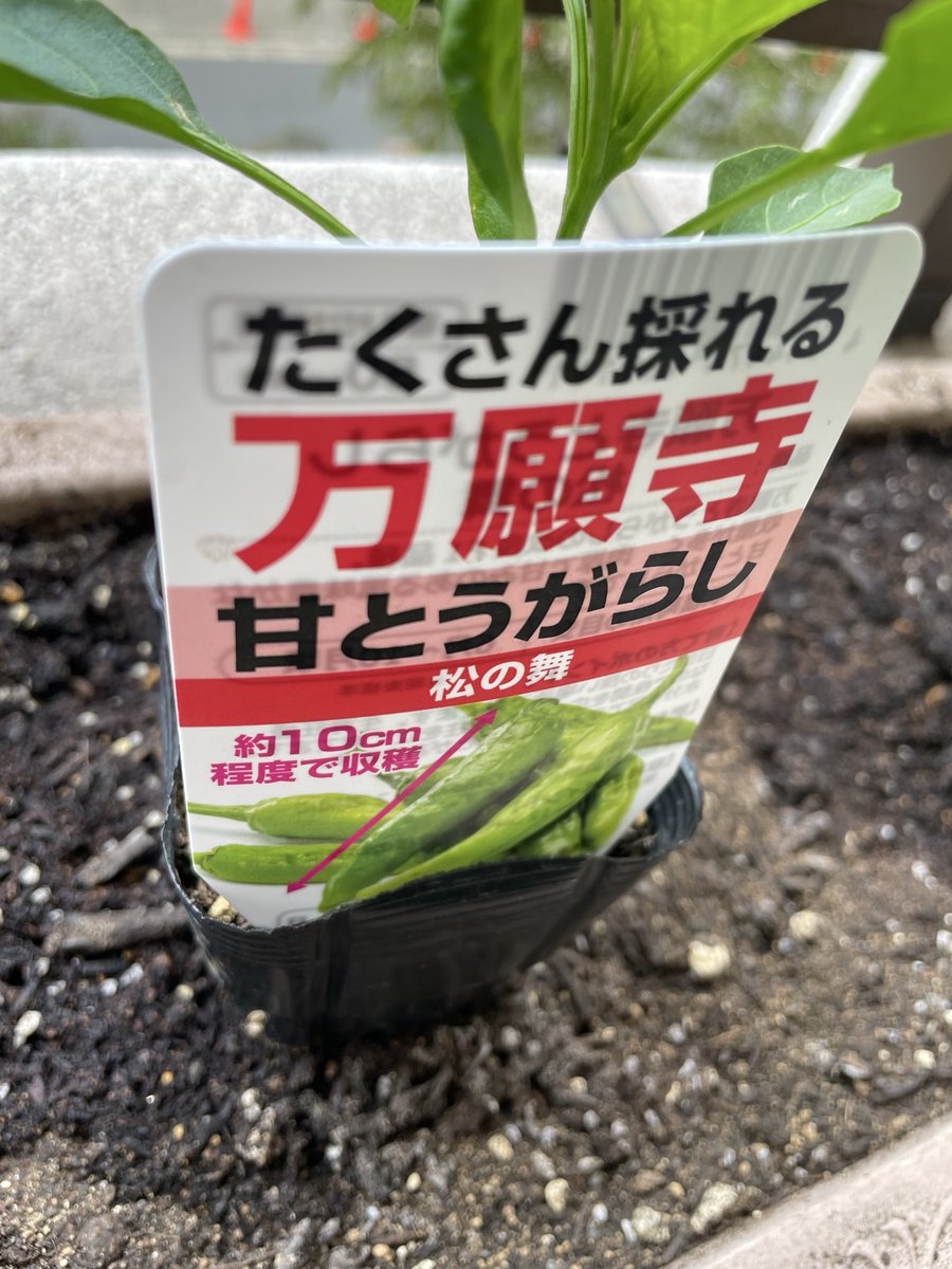 watergardenpro's tweet photo. ＃松の舞　は　#万願寺唐辛子　ではないでしょ！　ある意味　#詐欺行為　もっとちゃんと商品作りしないとね。松の麻衣作ってる農家にも失礼だ！ https://t.co/wZBTCq8yvU