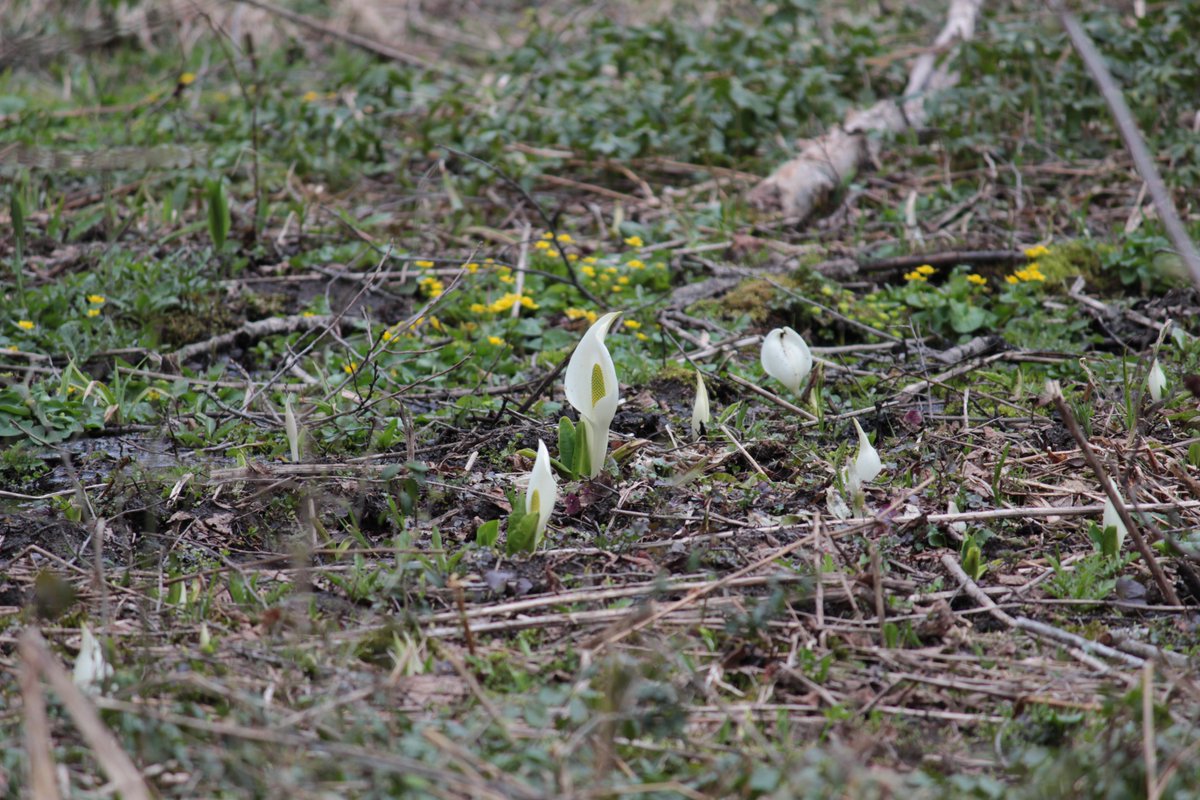 戸隠観光協会 tweet media