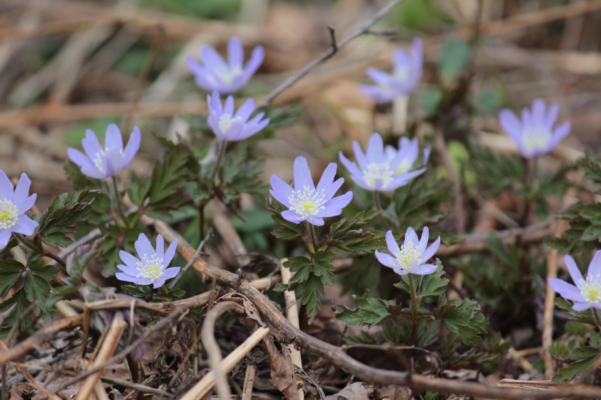 戸隠観光協会 tweet media