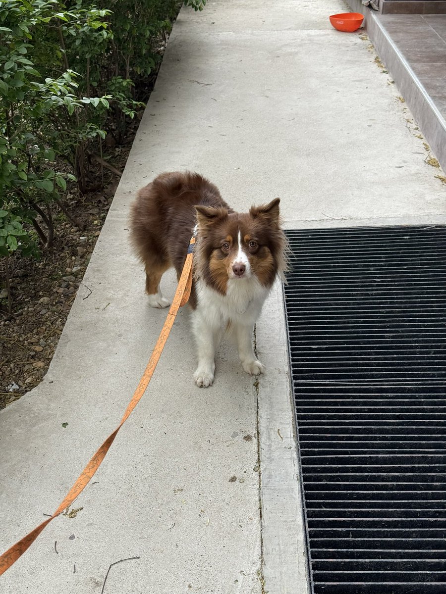 Собачьи радости (пёс да я) tweet media