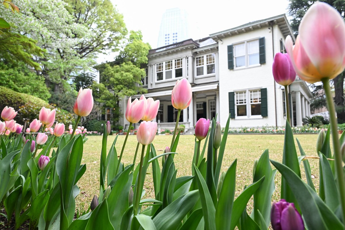 GillesBP's tweet image. #Flower #diplomacy! We just finished two wonderful weeks of #Dutch #Tulip viewing in the garden of my residence. 15.000 bulbs blossomed in full glory for the extensive business network of the embassy. And during two days of public viewing, over 5.500 people visited the garden.