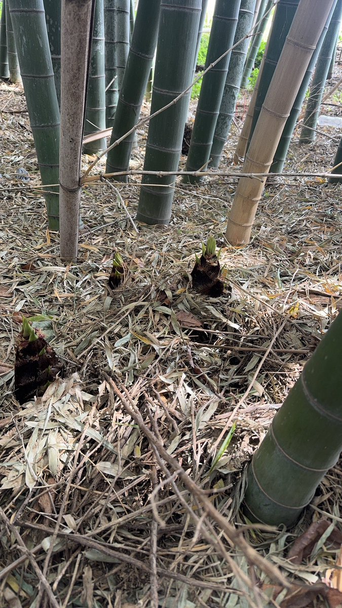 元祖もす@安全スリルドライバー tweet media