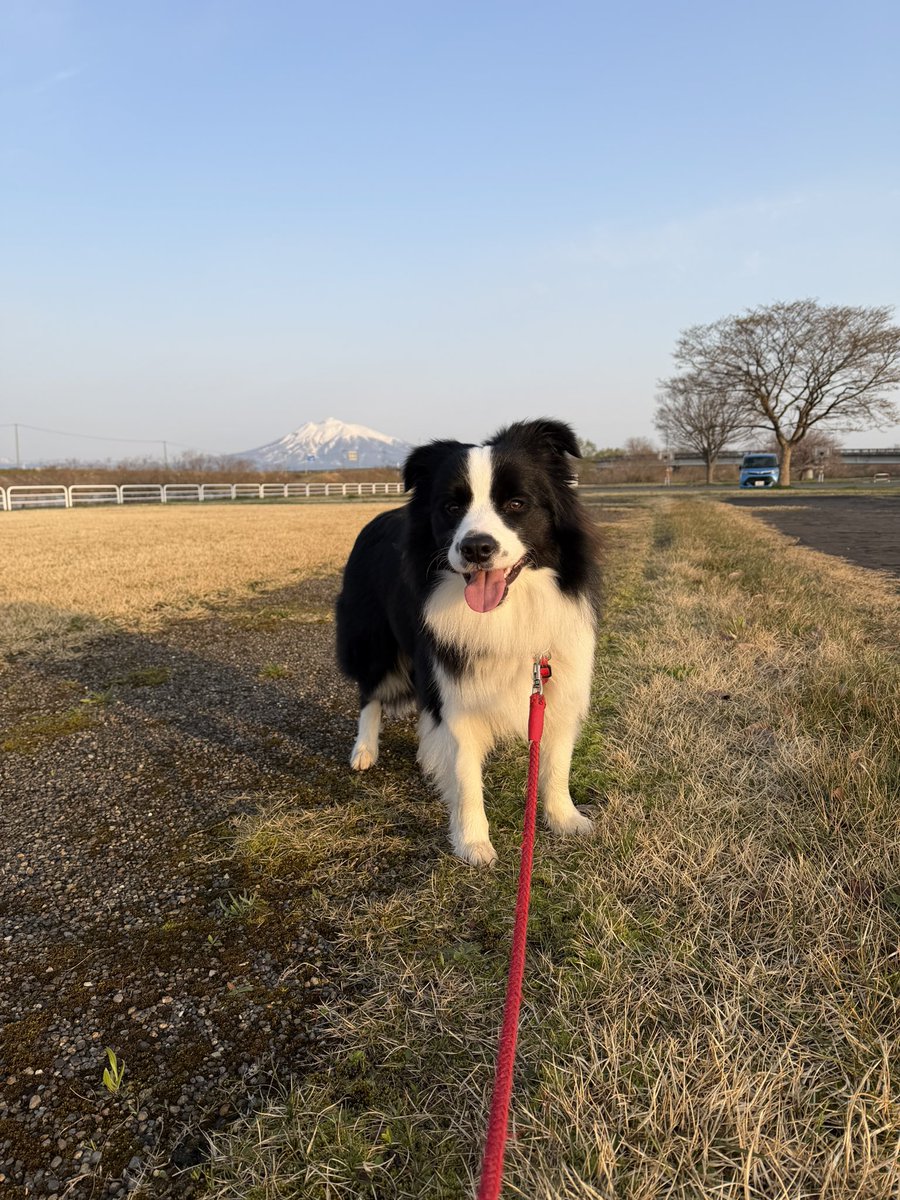IFukuya's tweet photo. ボクねぇ、11ヶ月で22.5キロだったの。
だから大好きな🍎と🍠が🈲になって、1ヶ月後の誕生日には21.3キロになってたの。
この隙間とおれなかったんだよね。
今日さぁ、ママが来いっていうし、うまうまがあったからいってみたの。通れたっ‼️ https://t.co/9v5MTJ1MCv