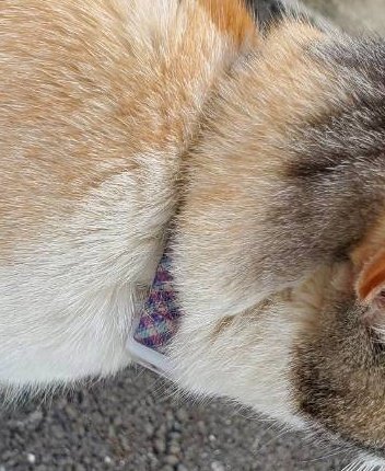 腐婦女 tweet media