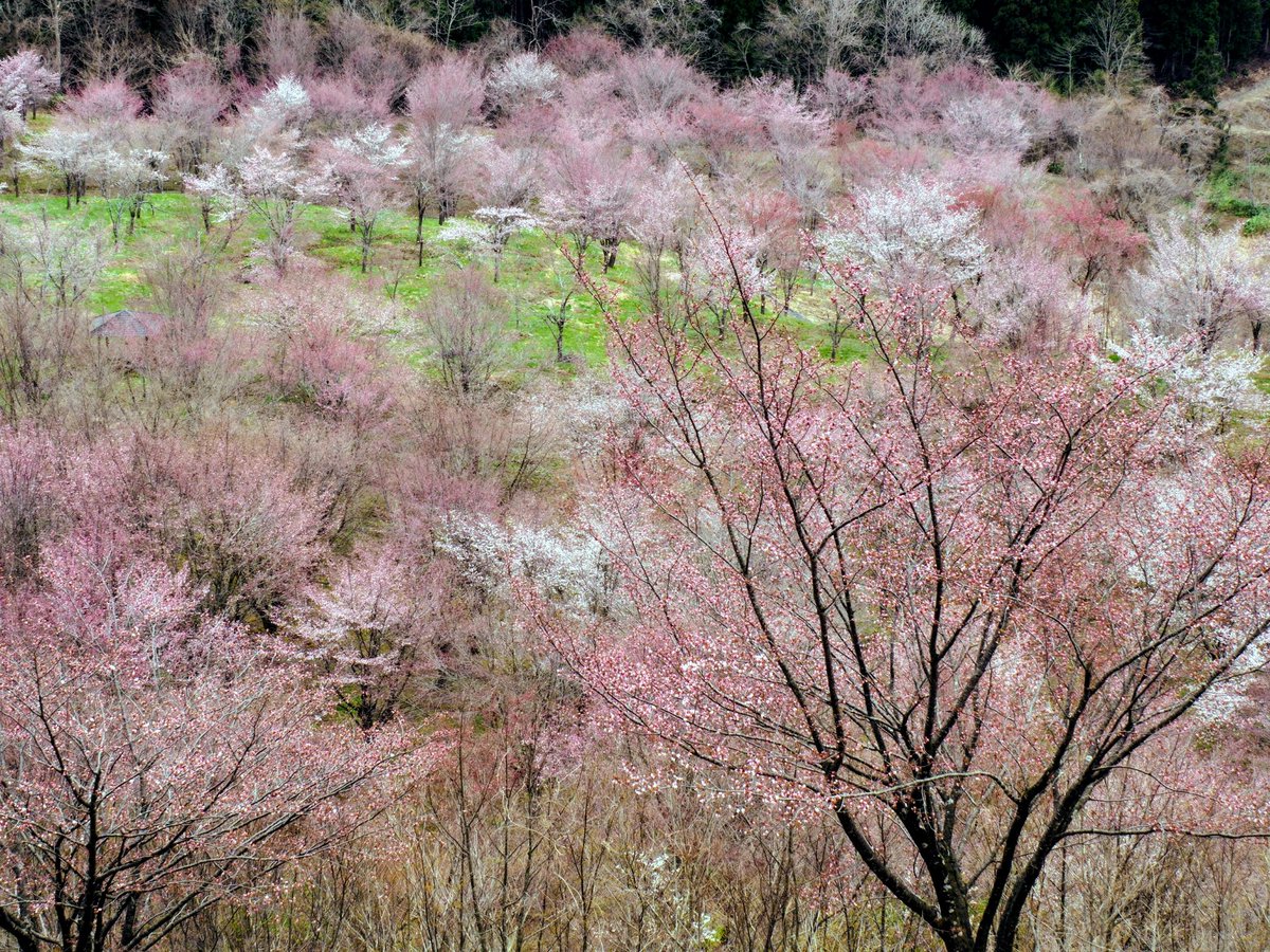NPO法人裏磐梯エコツーリズム協会【公式】 tweet media