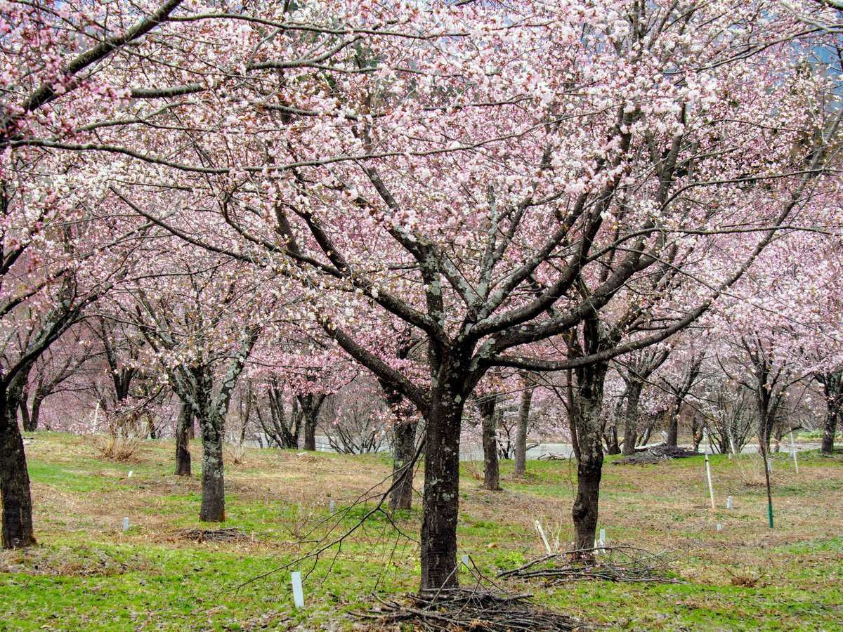 NPO法人裏磐梯エコツーリズム協会【公式】 tweet media