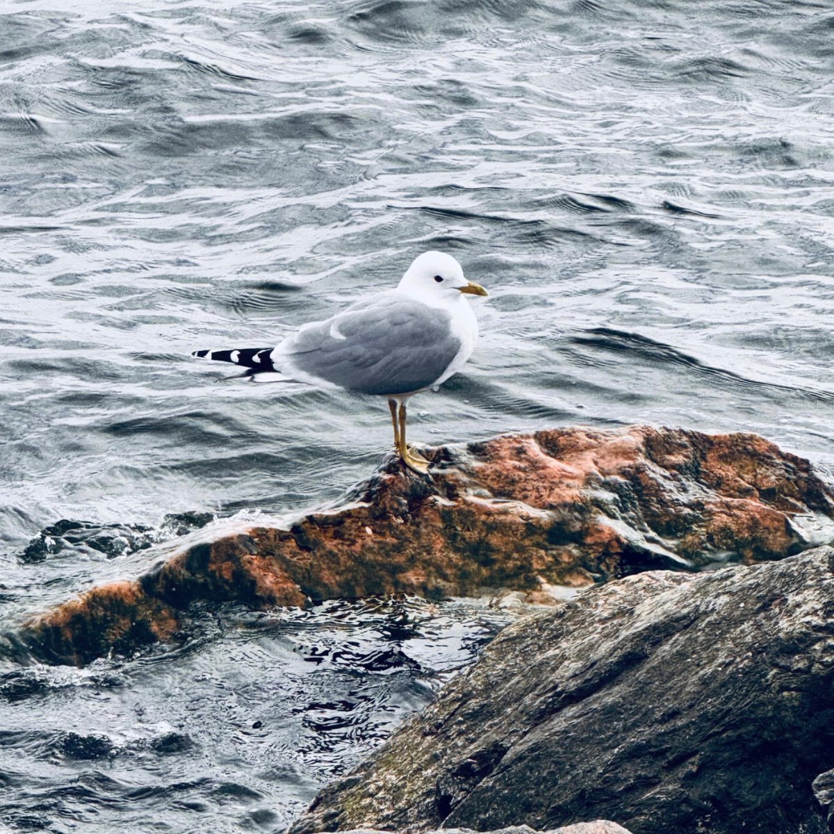 BSapag's tweet image. Huomenta! 

#Finland #SpringVibes