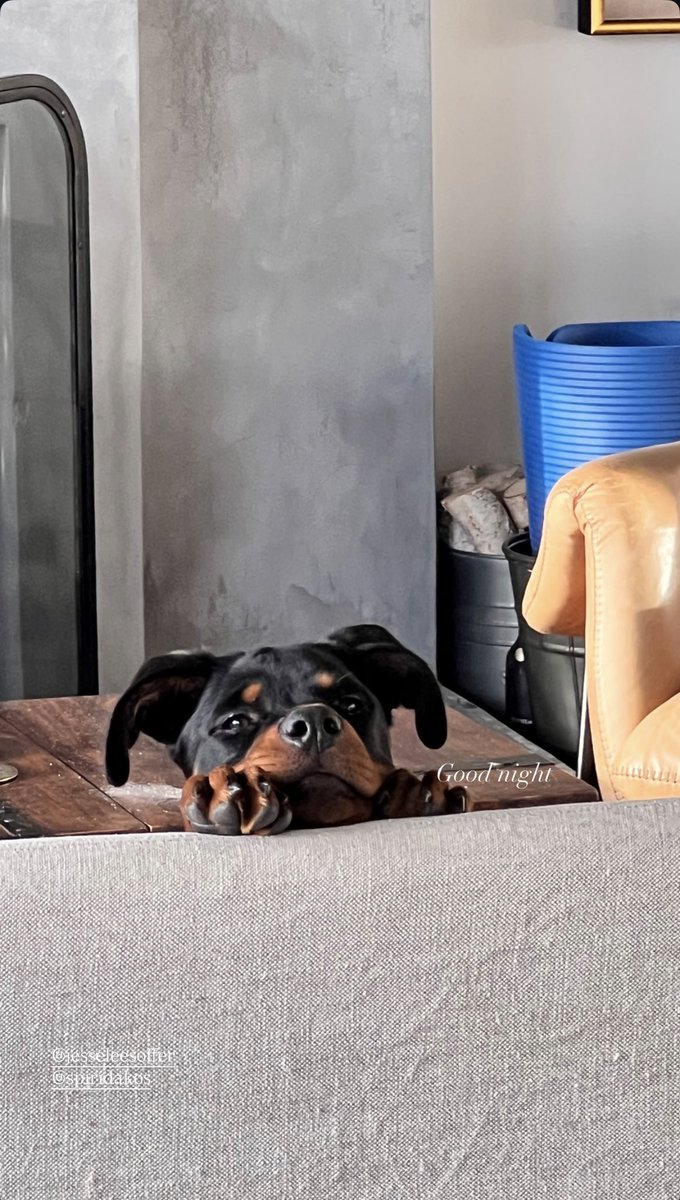 laura🇨🇭🇮🇹|| tweet media