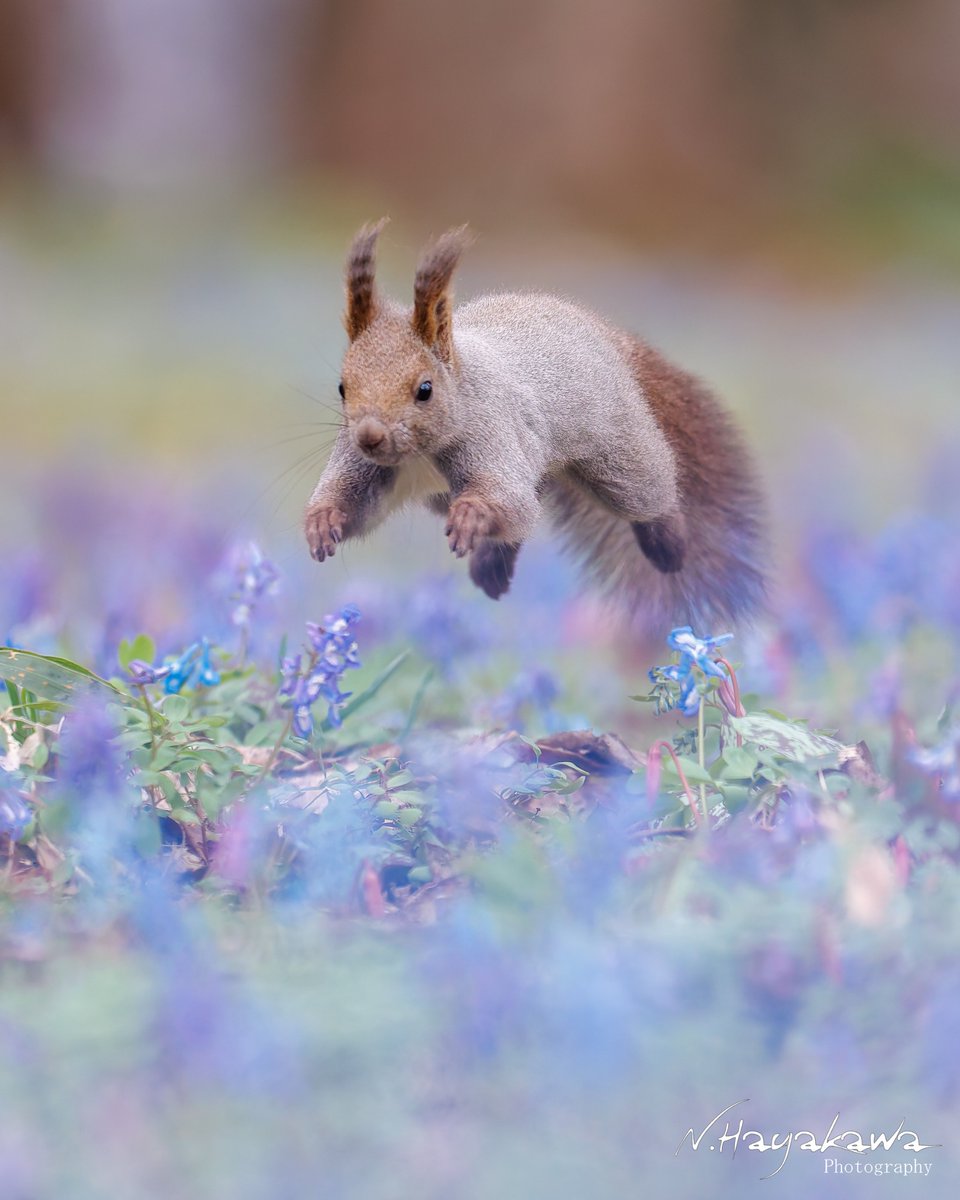 知床ドリーム tweet media