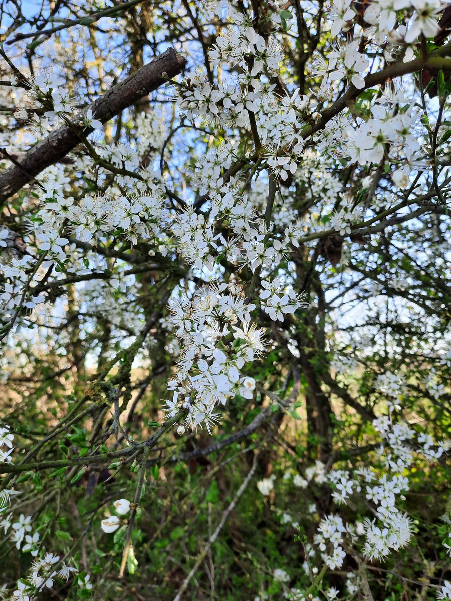 SwivelEyedLoon tweet media