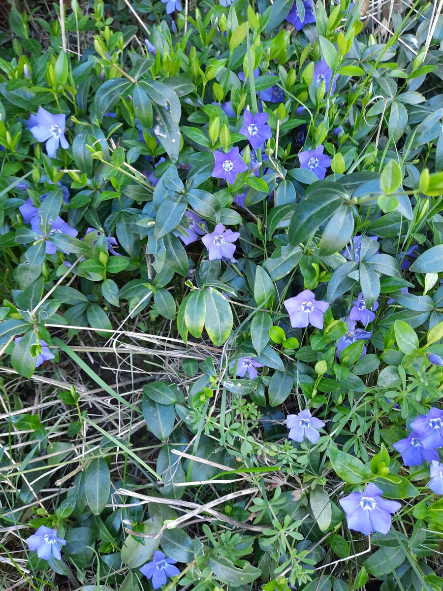 SwivelEyedLoon tweet media