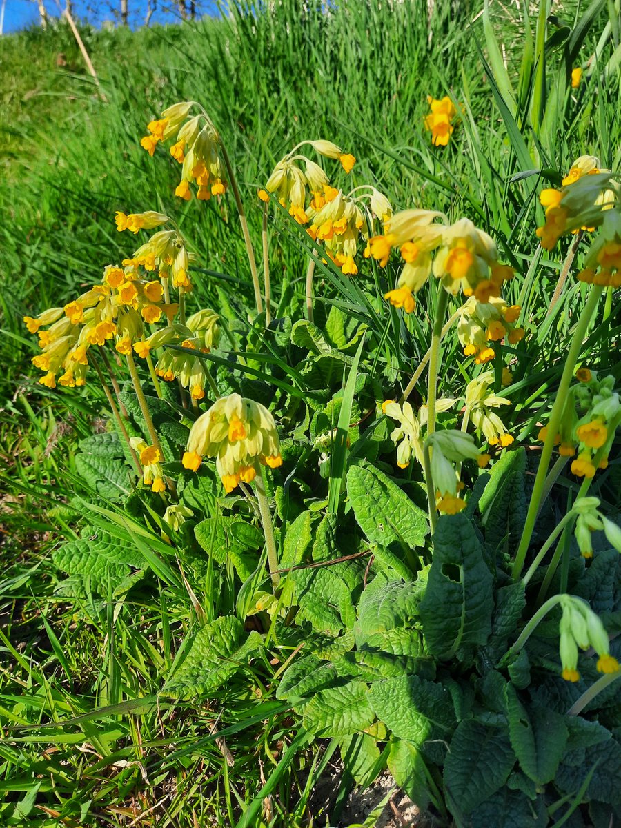 SwivelEyedLoon tweet media