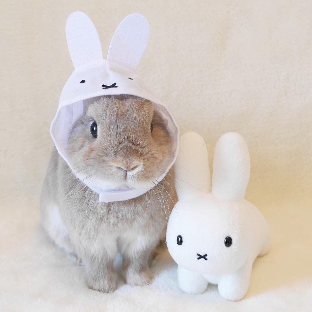 Se me fue la hora ya son las 2 de la mañana y debo trabajar x.x

Pero es que estaba metido jugando con el OBS y hacer varias configuraciones que quiero probar y añadir a stream que no se notaran tanto pero le dan mejor calidad de vida al mismo, peor aún faltan cosas, muchas cosas