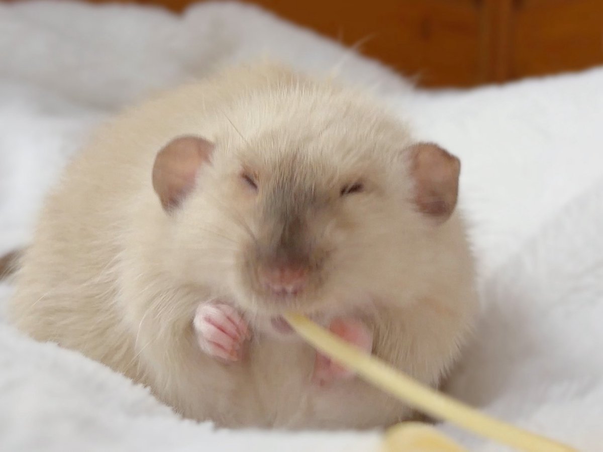 おいちおいち( ‵ᴗ′ )