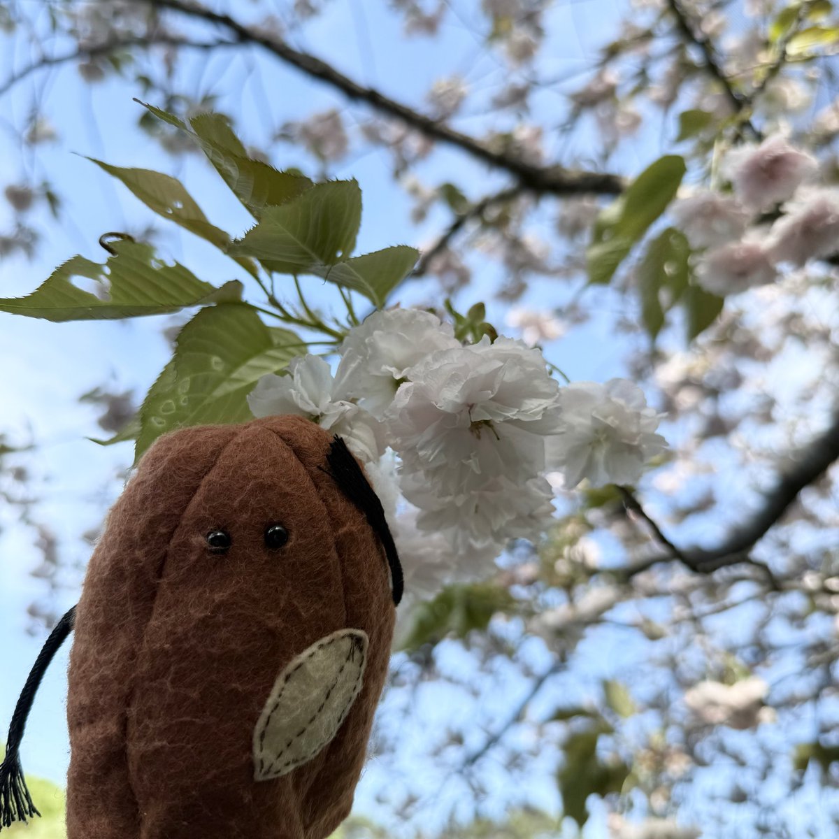 名古屋のお菓子 はちみつ太郎【公式】🍯🥜 tweet media