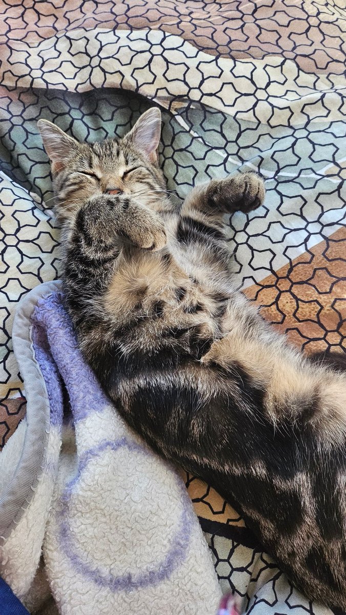 chromsexual's tweet photo. everyone, say hi to @ultimateyosh and my kitten, Myrrh https://t.co/A9ZUETGYCo