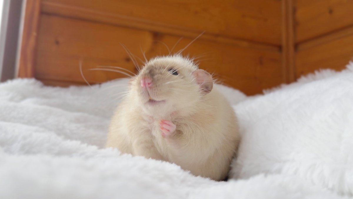 きなこ@針村🦔 tweet media