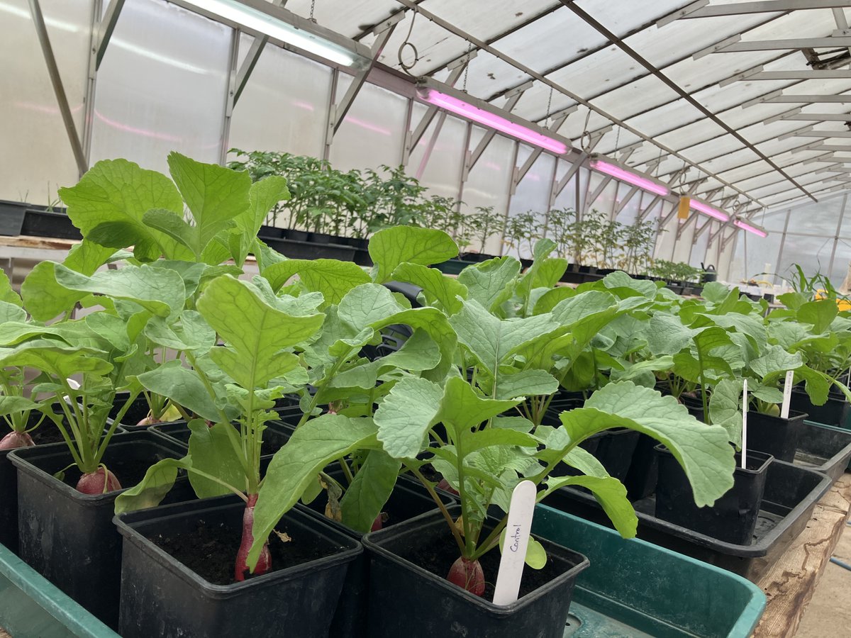 dp_booty's tweet photo. My favourite time of year. The greenhouse starting to fill up, field trials starting, lots of experiments on the go and new discoveries to be made. https://t.co/lli2OHMjPj