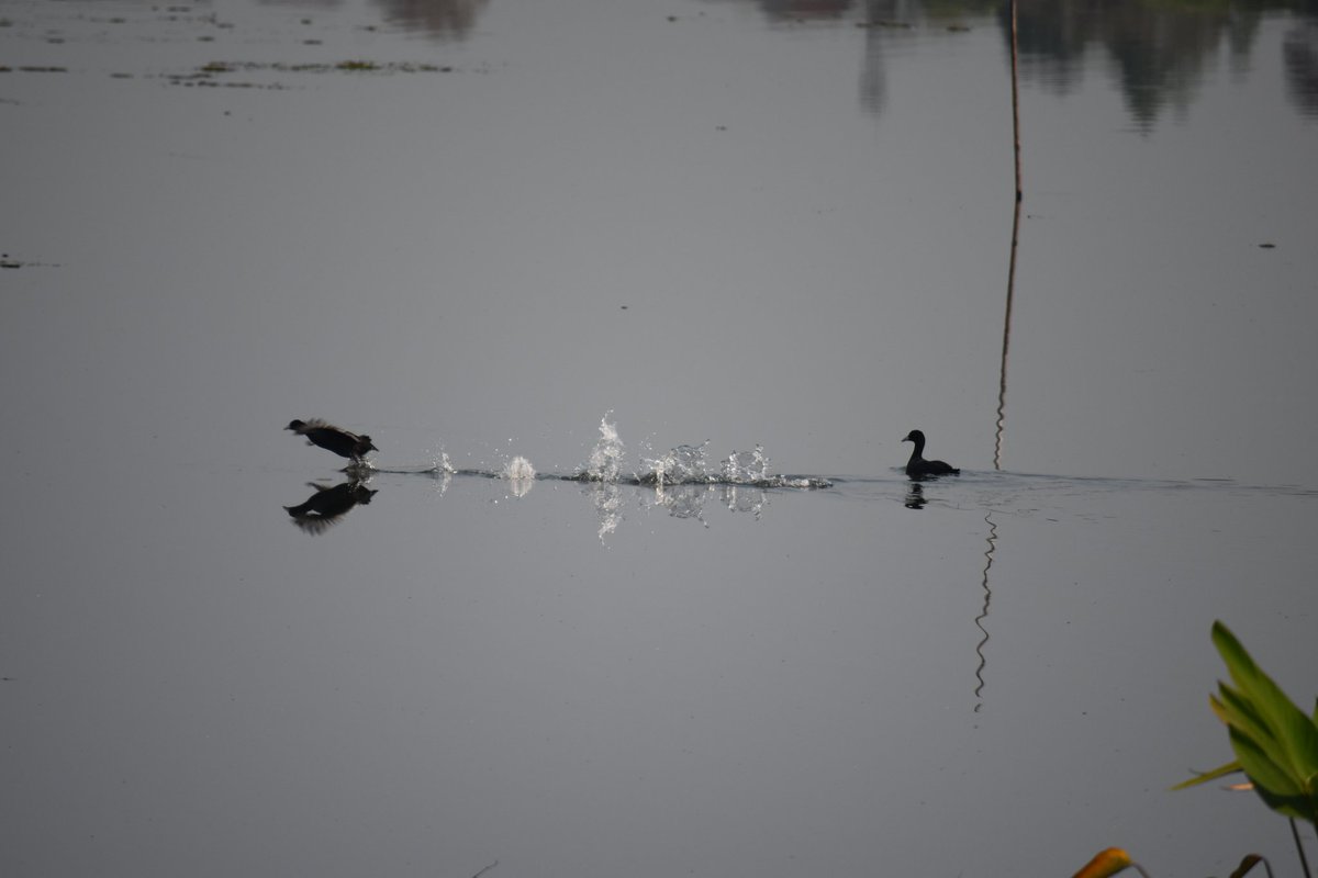 Cerberane's tweet image. More Lovely views from one of my morning #walks around Somdet Phra Srinakarindra Park in late February 
ภาพวิวสวยๆ จากการเดินเล่นยามเช้าของฉันรอบสวนสมเด็จพระศรีนครินทร์ ในช่วงปลายเดือนกุมภาพันธ์
#lake
#ducks
#flowers
#trees
#lotusflower 
#nature
#naturelovers
#naturephotography