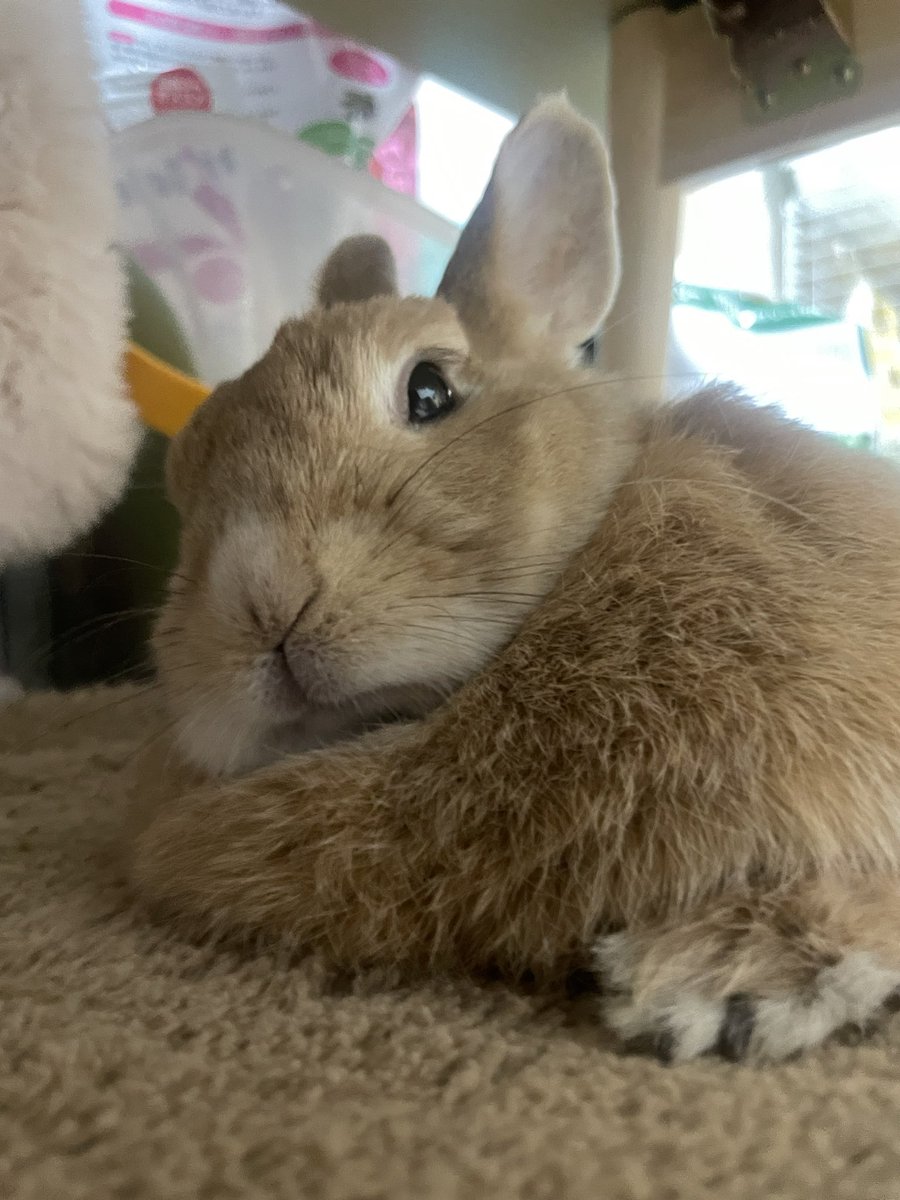 とんかつ tweet media