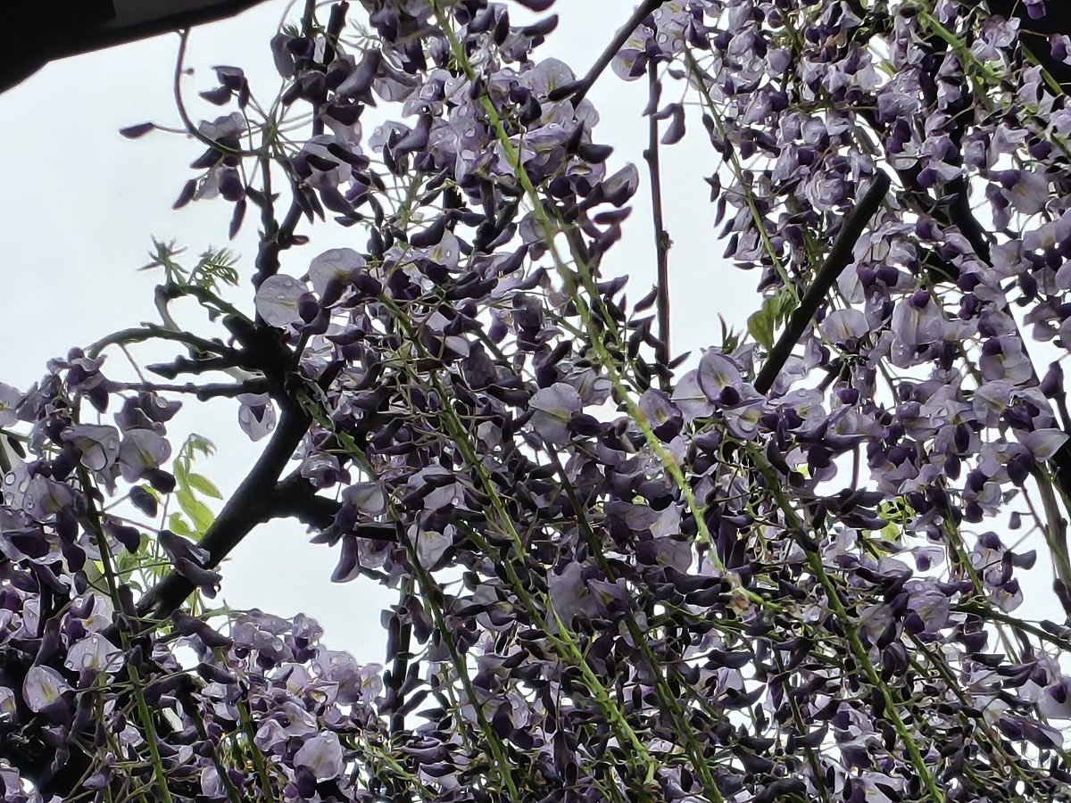 oOCPyXVZtl5053's tweet photo. 藤の花、見頃は
まだまだ先のようでしたが
人混みが少ないのがよかった。

薩摩芋スティックは
びっくりするくらいの大っきさ！

自然の景色が良すぎて完食しまし���、笑
#おやつ　#スイーツ　#藤棚
#おそとごはん https://t.co/qP8j3jhMgb