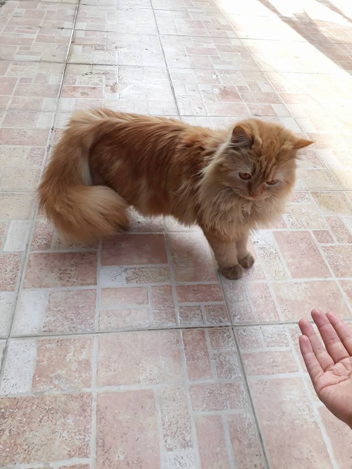 NabJaz16's tweet image. There was always a cat 
#memories