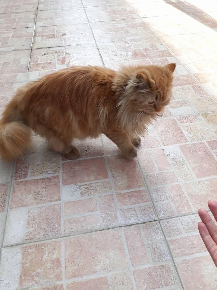 NabJaz16's tweet image. There was always a cat 
#memories