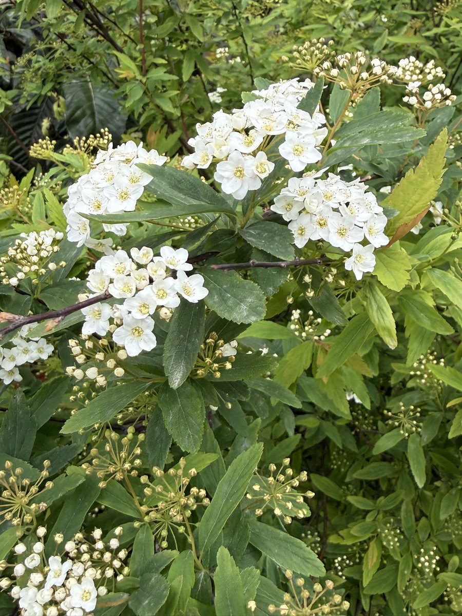 Бцизч tweet media