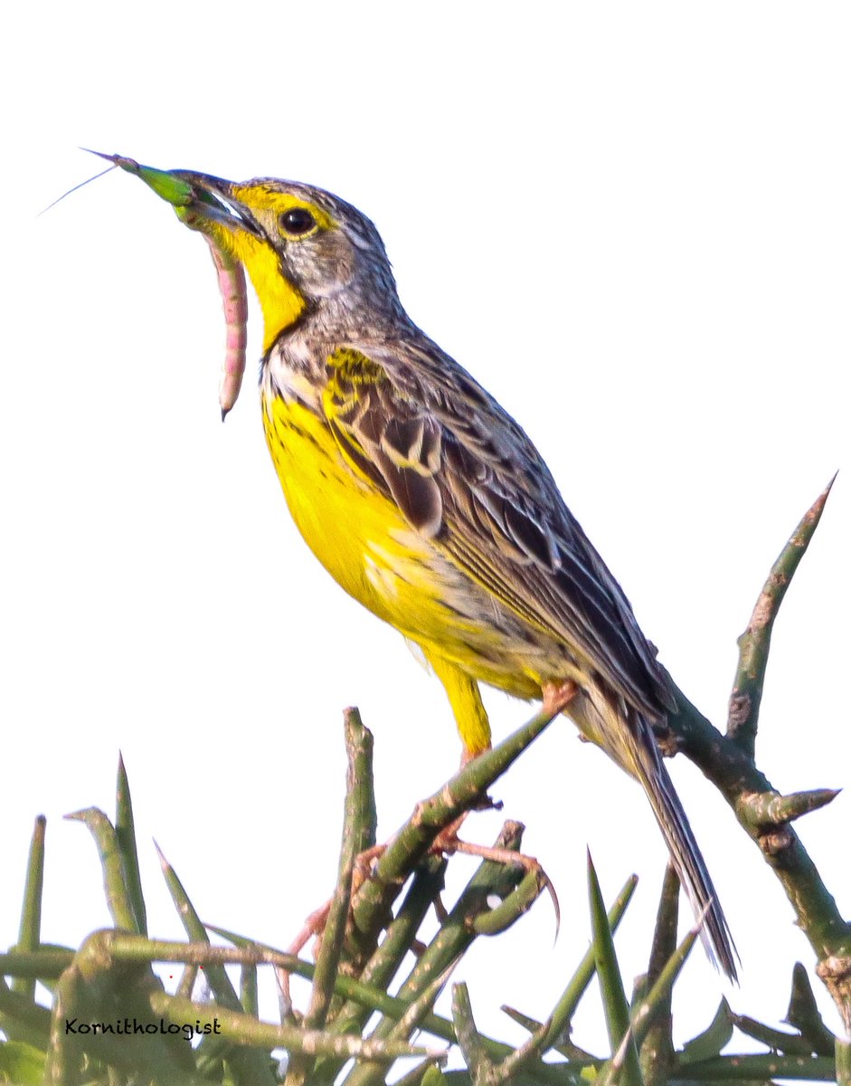 Kenyan Ornithologist-Kenyan Birds tweet media