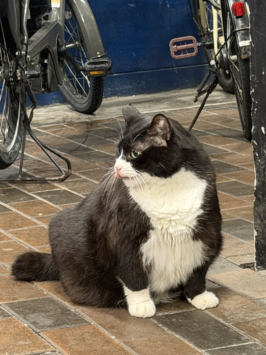 貴方のあんちゃん【VAMKISS】 tweet media