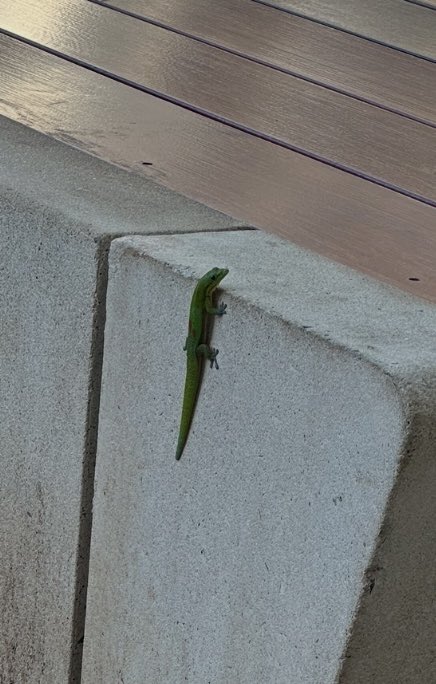 BOMBOM🌸 tweet media