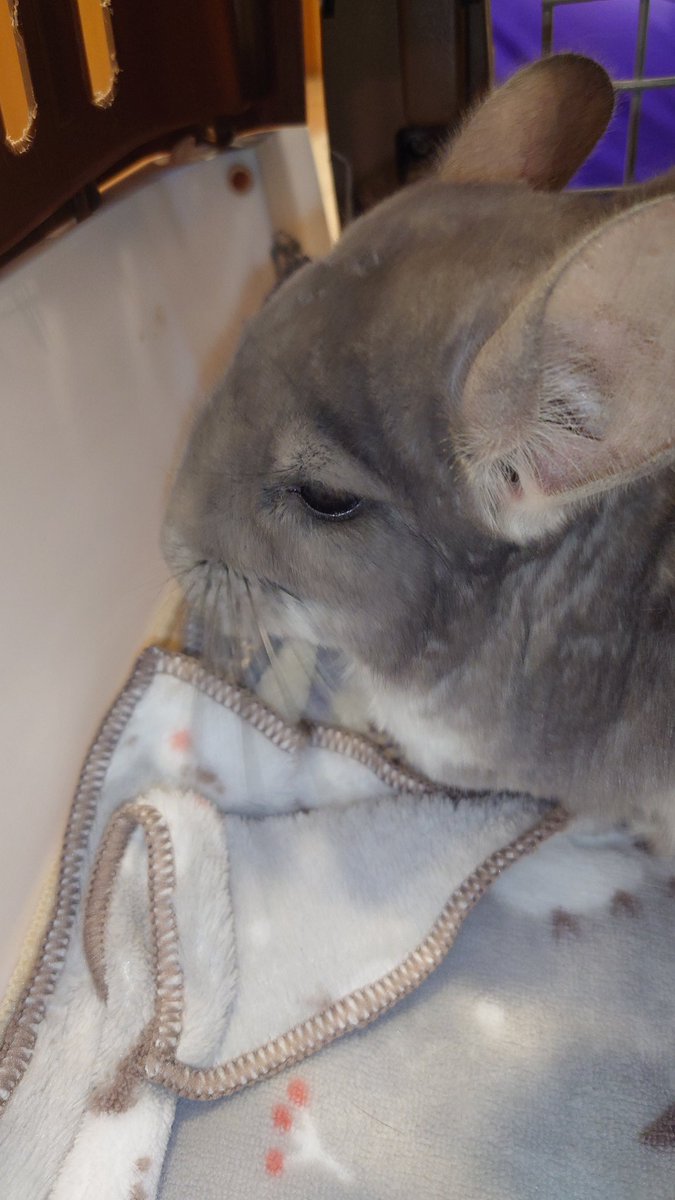 チンチラファミリー（緋色悠月） tweet media