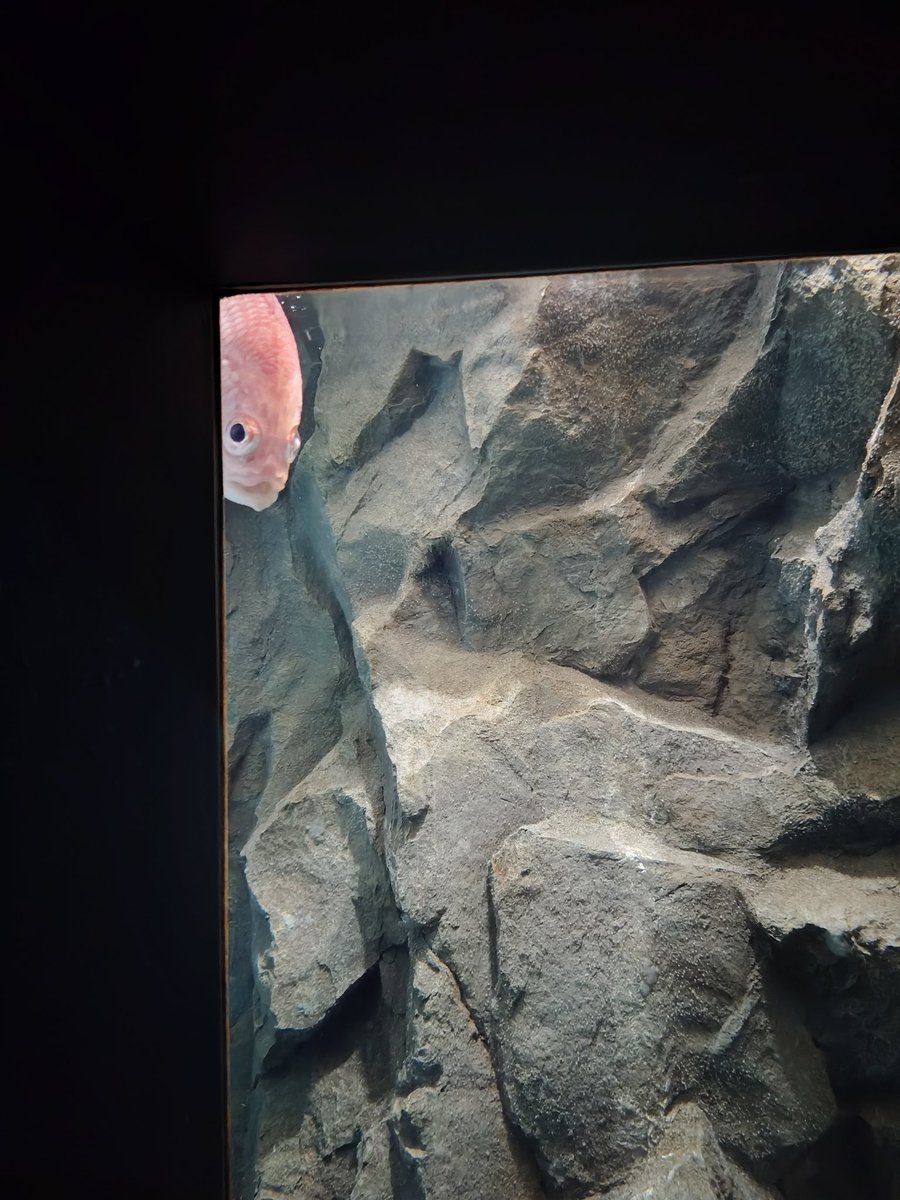 ゲテモノ tweet media