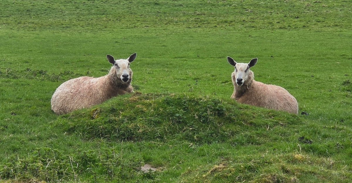 The Woolly Patchwork Sheep Sanctuary tweet media