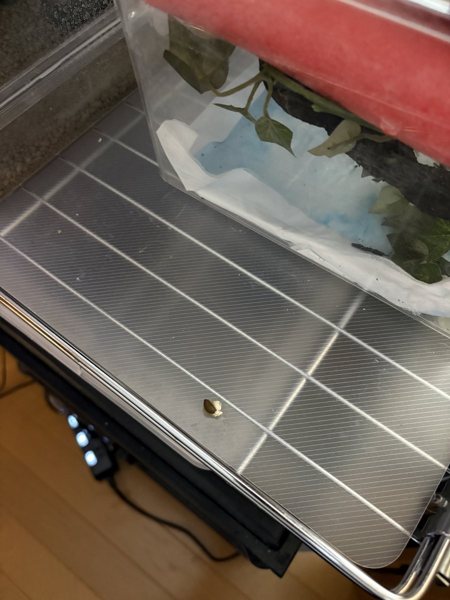 そられぷ tweet media