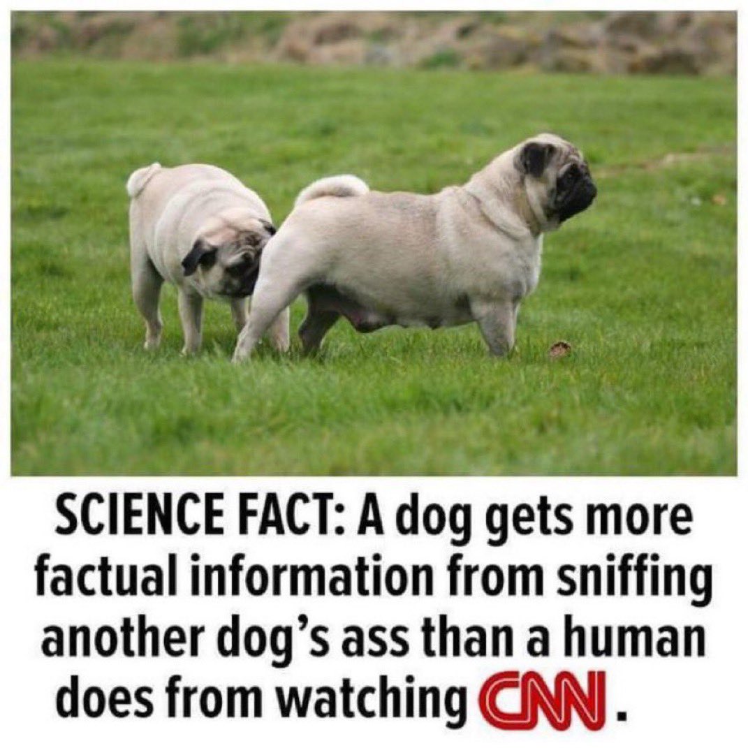 milestonia 🇺🇸🇺🇸🇺🇸 tweet media