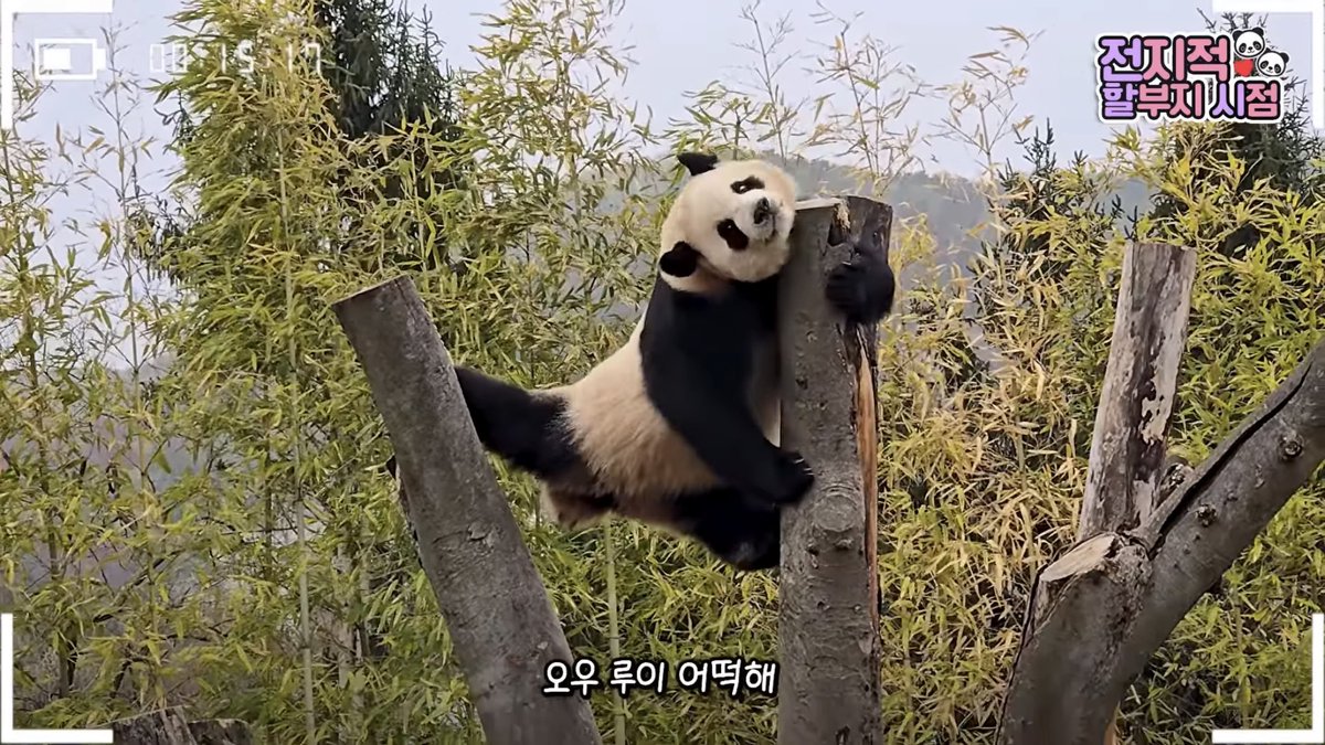 돌양🌿🌺 tweet media