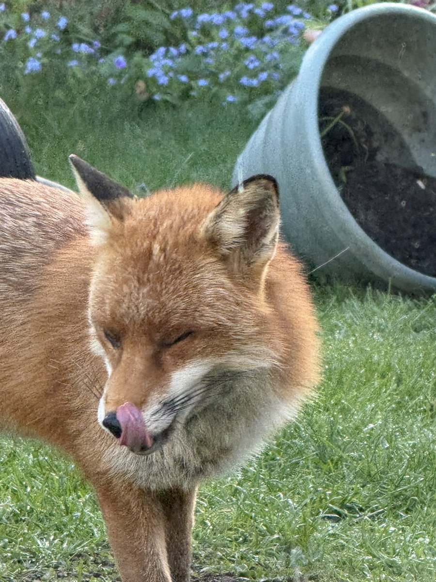 beaverbrookes23's tweet image. #foxoftgeday #breakfast #anniebrookes