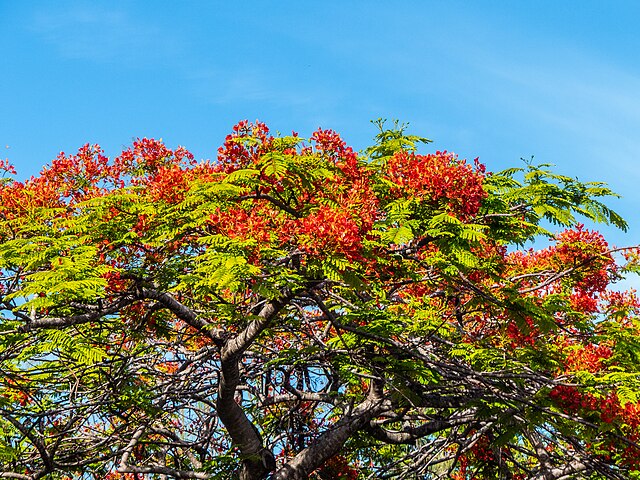 Daf - Kang Cerita, Kang Gambar ✨🕊️💐 tweet media