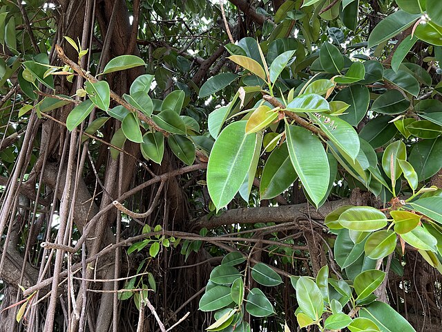 Daf - Kang Cerita, Kang Gambar ✨🕊️💐 tweet media