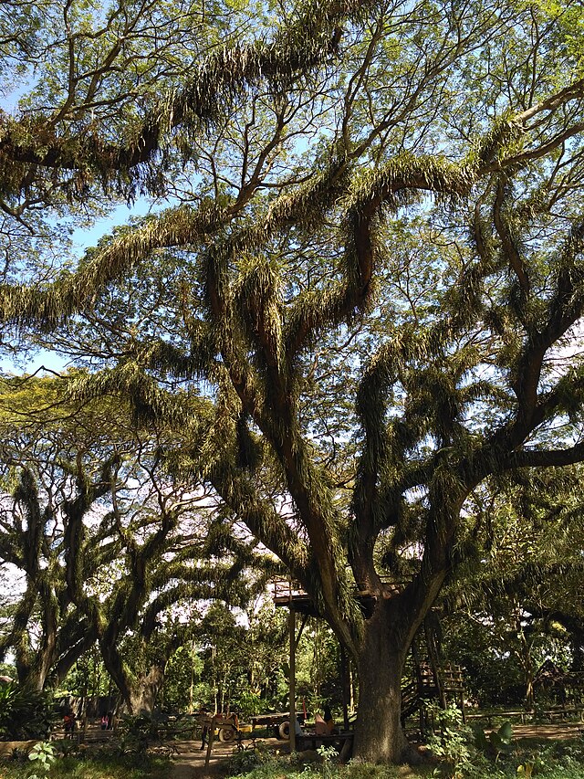 Daf - Kang Cerita, Kang Gambar ✨🕊️💐 tweet media