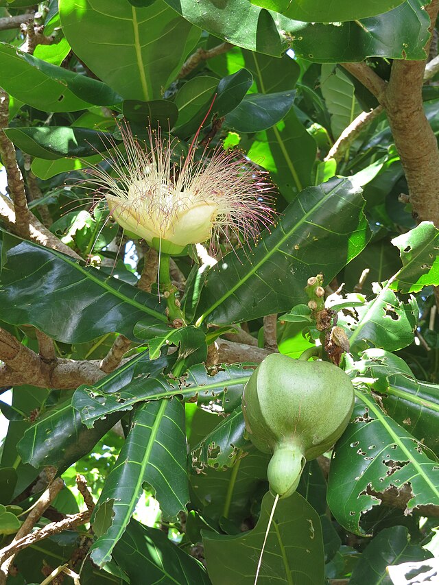 Daf - Kang Cerita, Kang Gambar ✨🕊️💐 tweet media