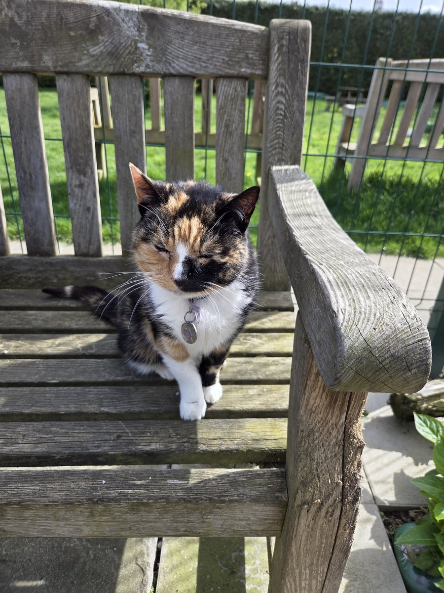 ShropsCatRescue's tweet image. #WhiskersWednesday ~ Jinkxie enjoying the sunshine a few days ago &amp;amp; happily showing off her whiskers. Let's all hope the sun will shine today - we all need it 🤞🌞 #inthecompanyofcats #villagelife #catrescue #goldenoldies