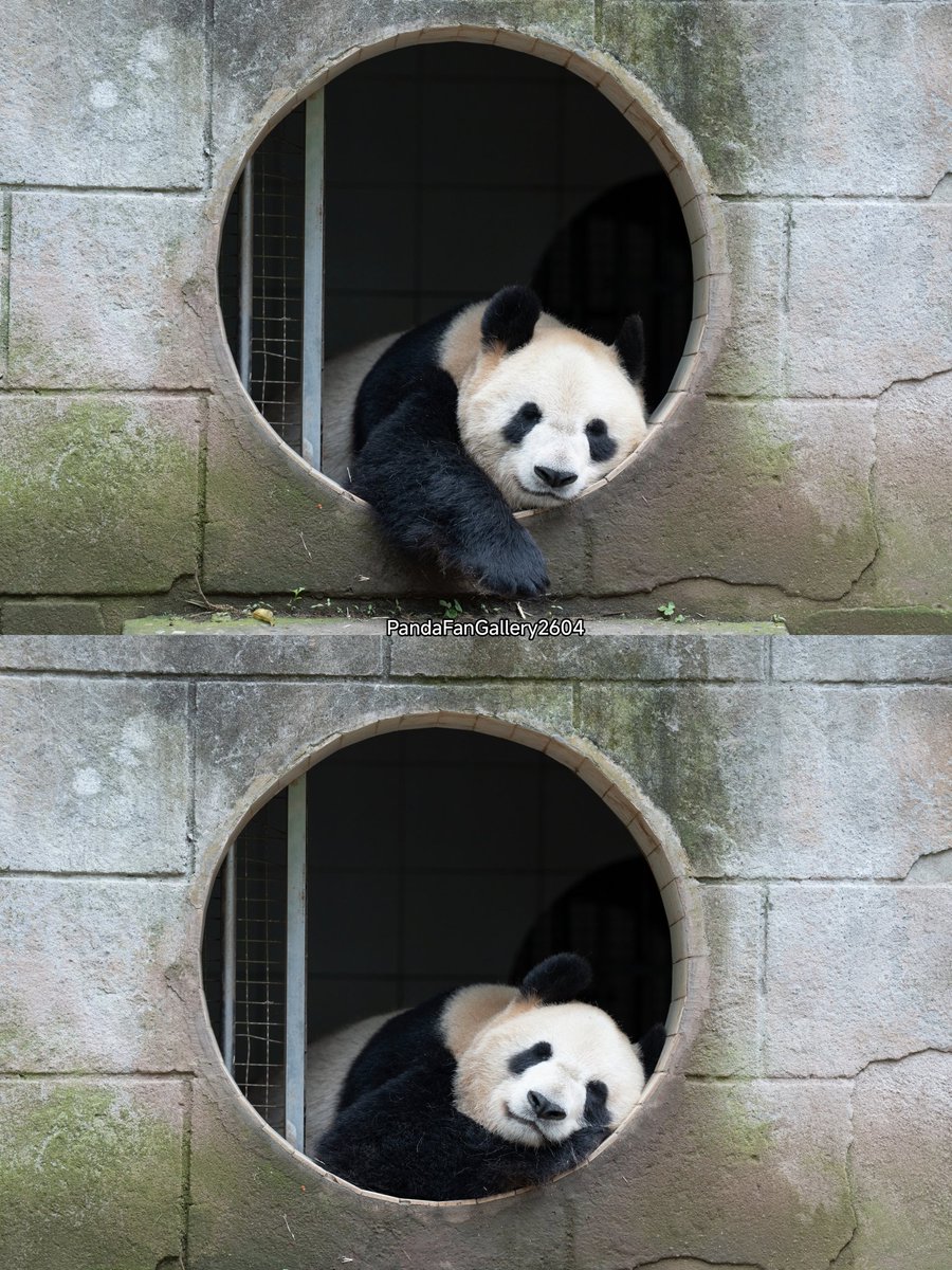 毎週シャンシャン tweet media