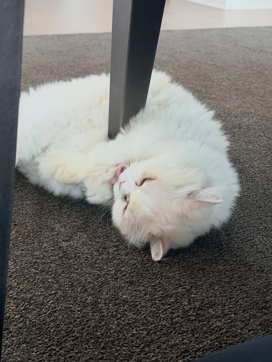 𝕡𝕝𝕠𝕪.𝕒𝕥𝕜~ 💜 tweet media