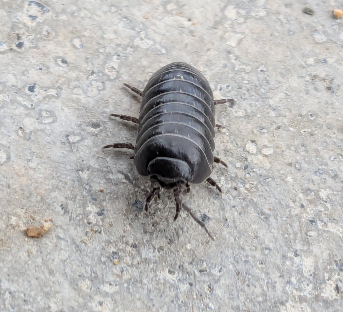 もにゅ🫠🕷🔰 tweet media