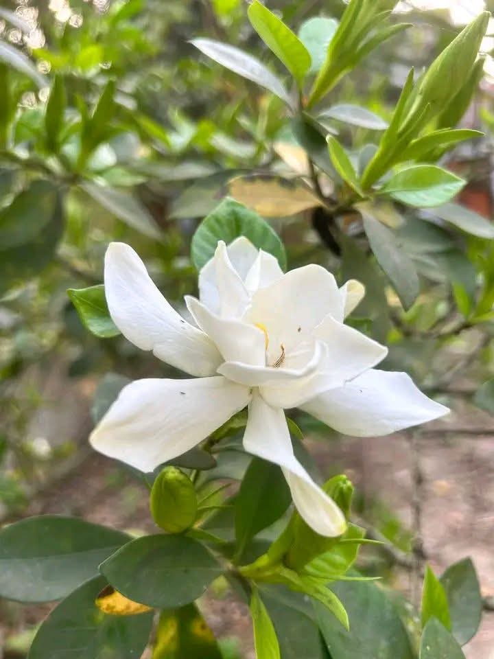 AK Johnny tweet media