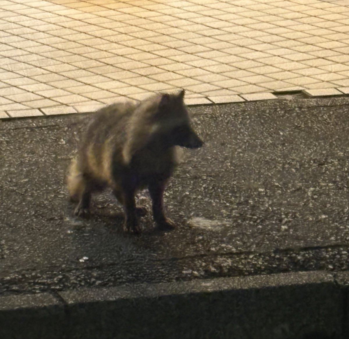 はまれぽ.com tweet media