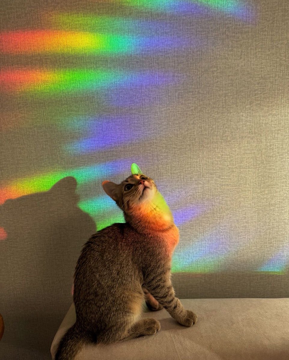 professional cat-ifyer of the HR cast tweet media